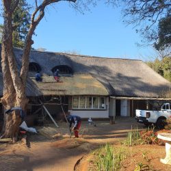 Thatching house roof